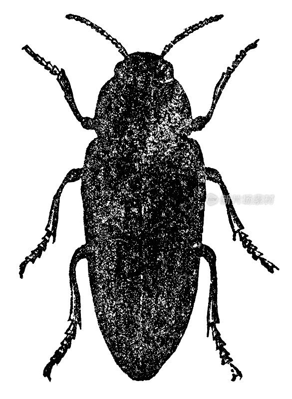 宝石甲虫昆虫(Chalcophora Mariana) - 19世纪